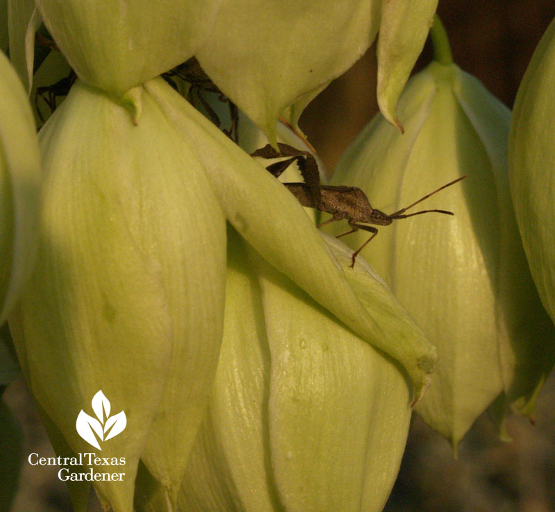 leaf-footed bug on yucca flowers Central Texas Gardener
