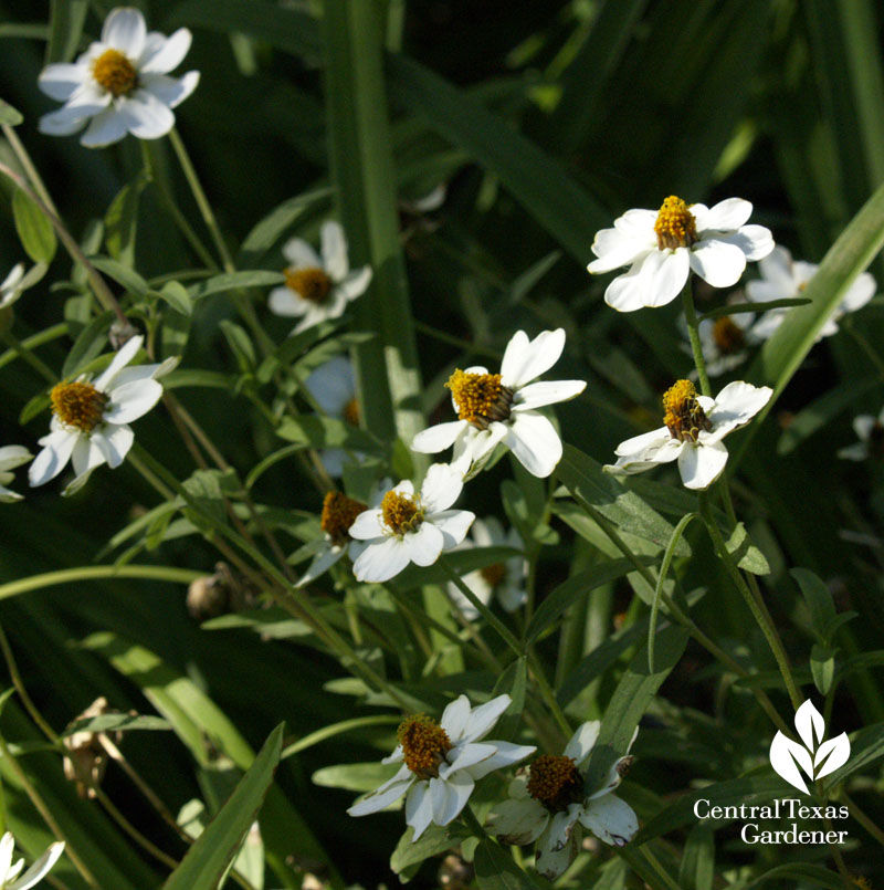 narrow-leaf zinnia or Mexican zinnia Central Texas Gardener