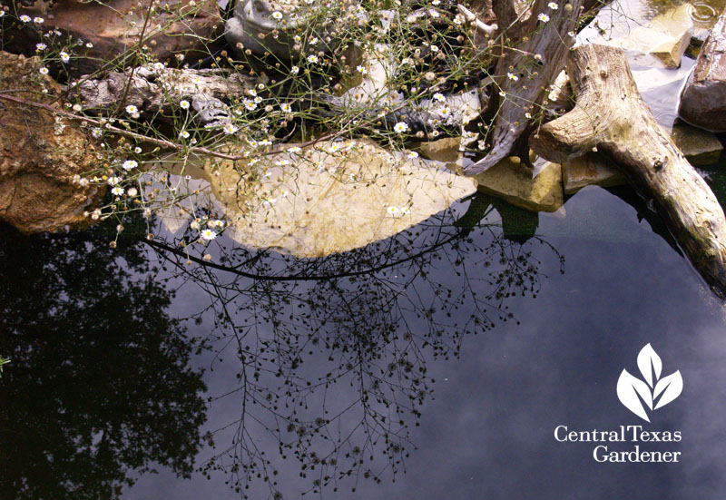 native aster reflection natural pond Central Texas Gardener
