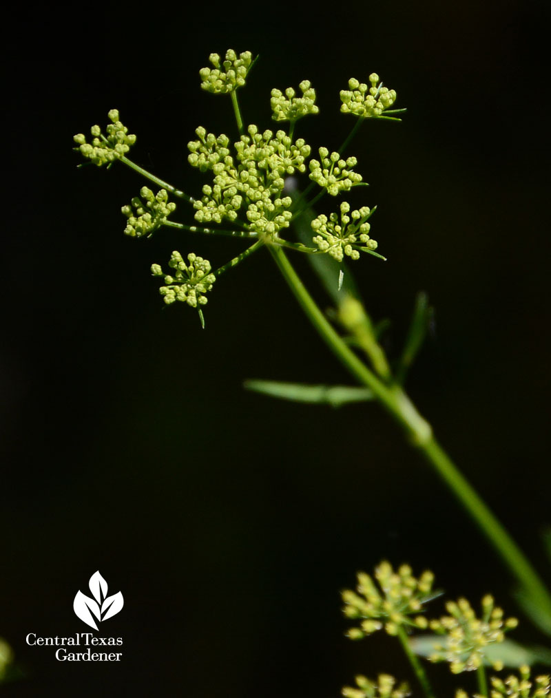 parsley flower umbrels Central Texas Gardener