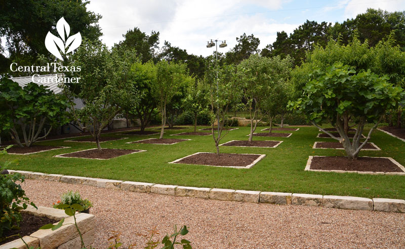 pea gravel parterre to backyard orchard Central Texas Gardener