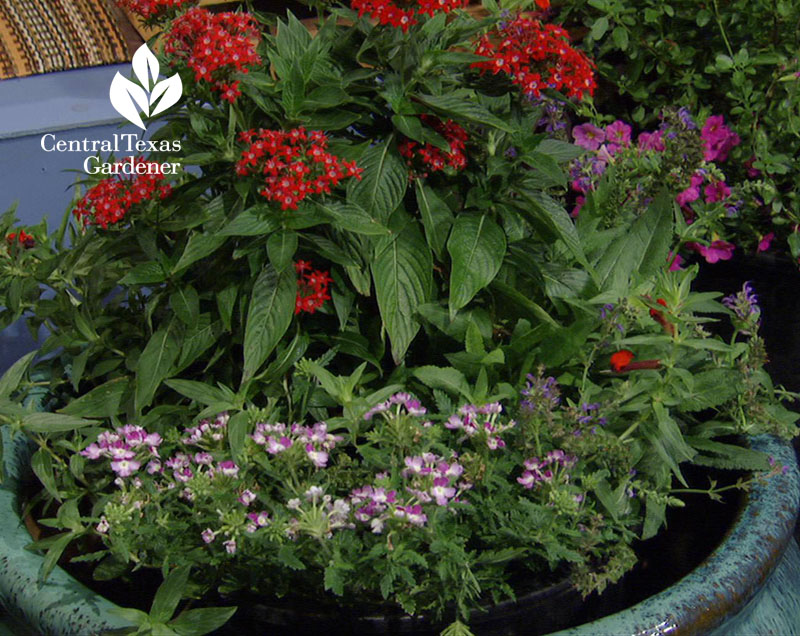 penta and verbena container garden for bees and butterflies Central Texas Gardener