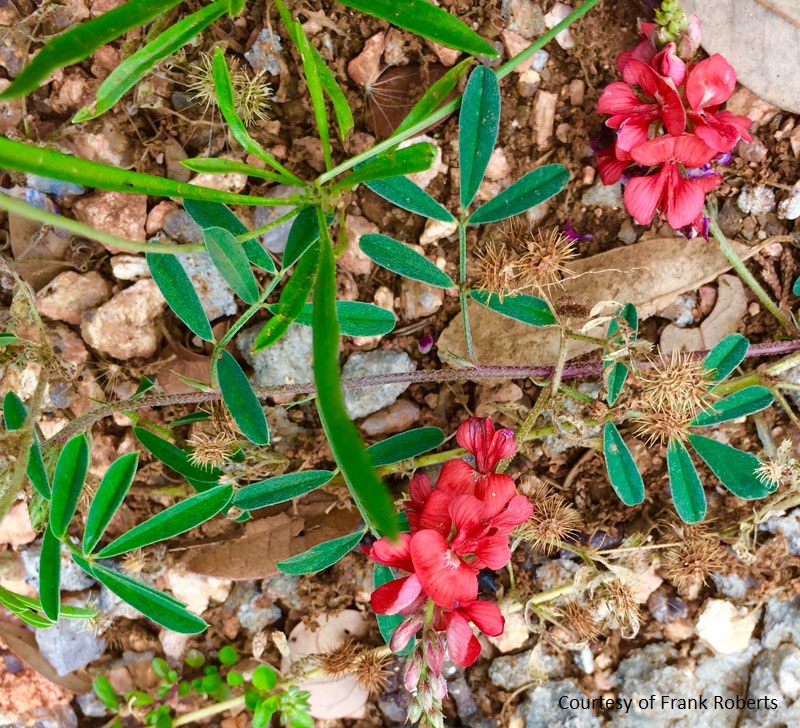 red bluebonnet Central Texas Gardener