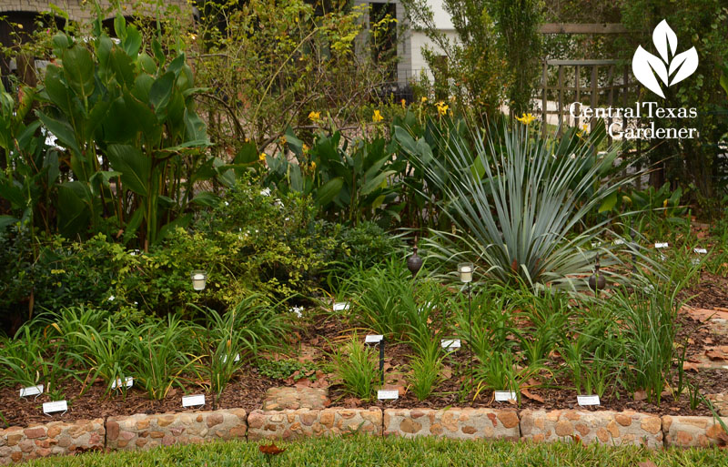 succulents, cannas, daylilies front yard garden Central Texas Gardener