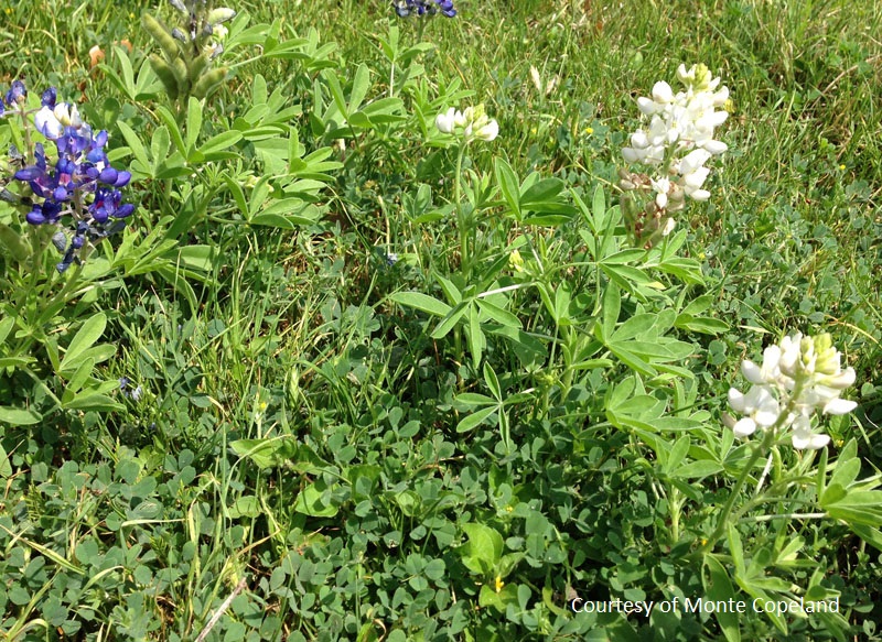 white bluebonnet Central Texas Gardener