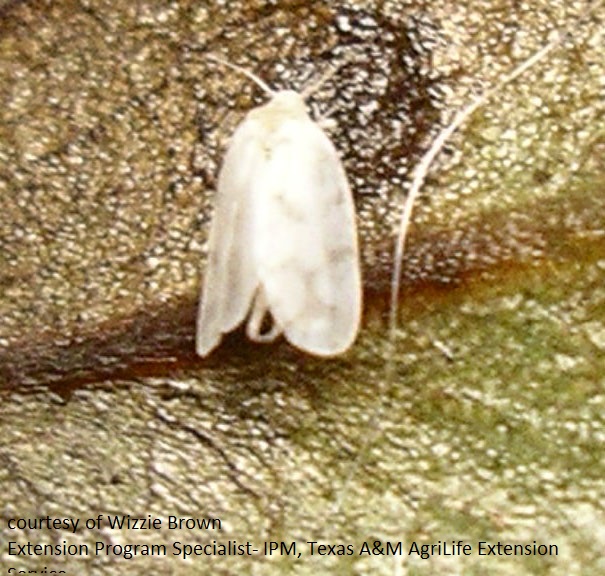 whitefly Central Texas Gardener