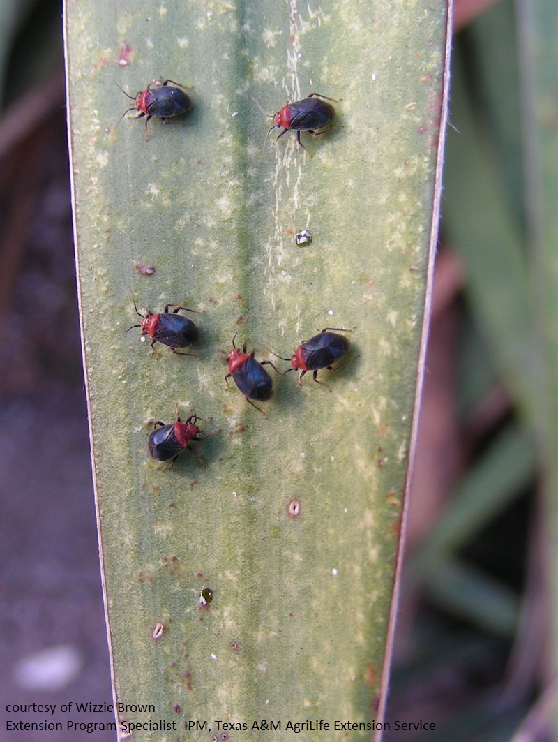 yucca bugs Central Texas Gardener