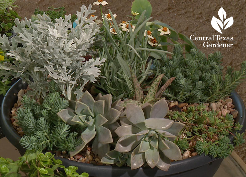 Crescent Garden silver and sedum garden container Central Texas Gardener