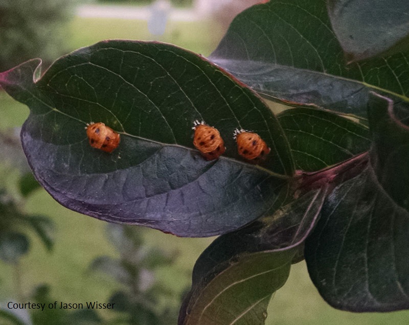 Ladybug pupae Central Texas Gardener