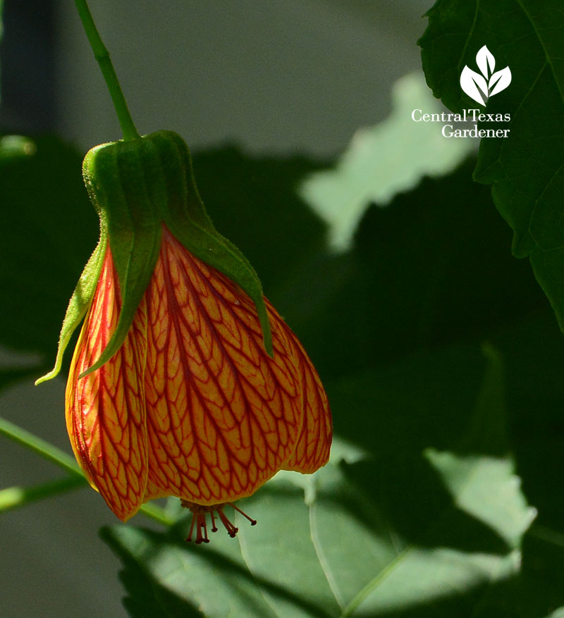 'Patrick' orange abutilon Central Texas Gardener