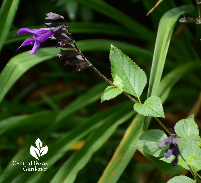 Salvia 'Amistad' flower Central Texas Gardener