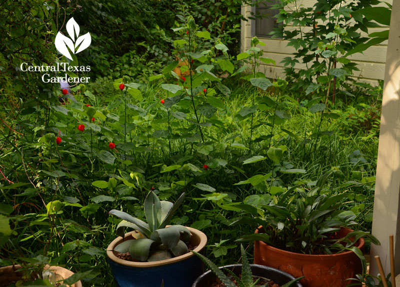 Turks cap rain garden patio Central Texas Gardener