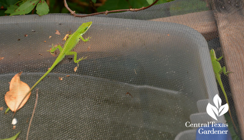 Two anoles standoff Central Texas Gardener