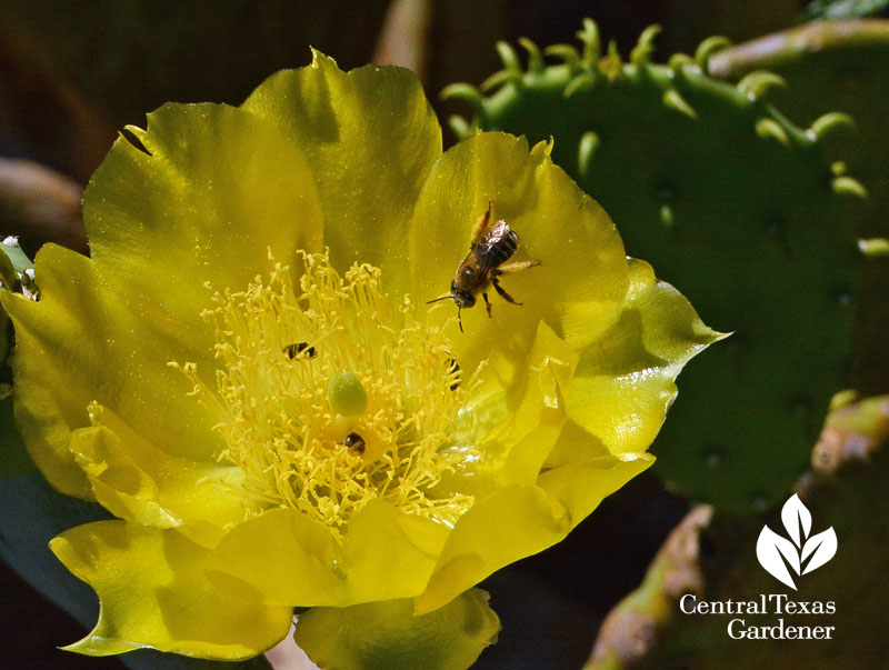 bee flying into prickly pear cactus flower Central Texas Gardener