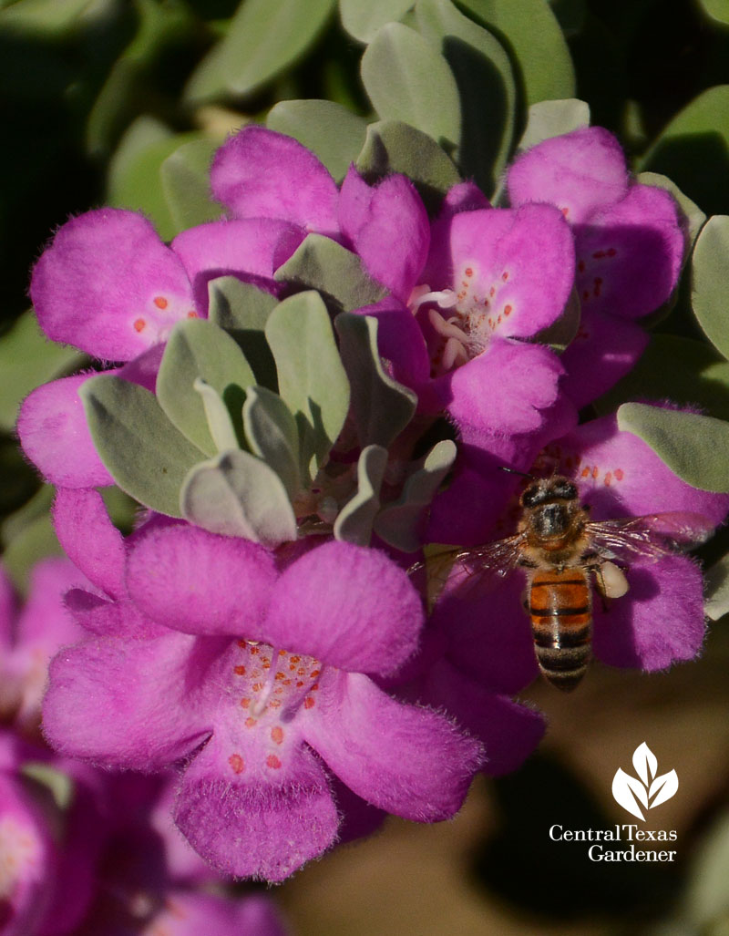 bee on Texas sage Cenizo Central Texas Gardener