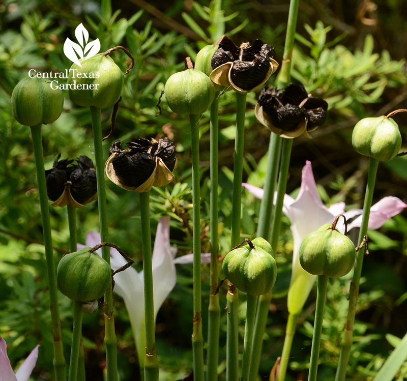 rain lily ripe black seeds Central Texas Gardener