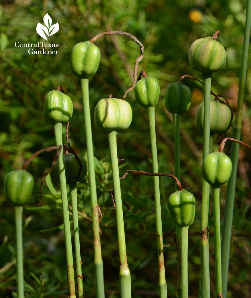 rain lily seed heads Central Texas Gardener