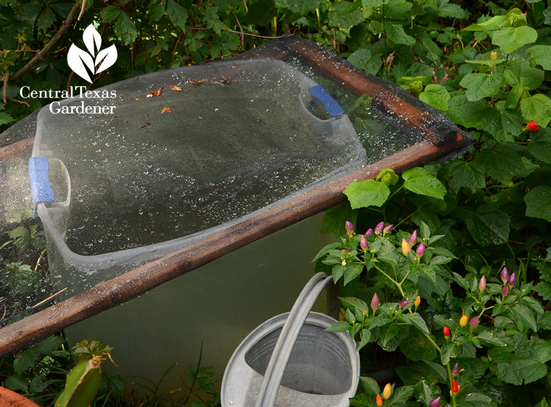 storage bin rainwater collection topped with window screen Central Texas Gardener