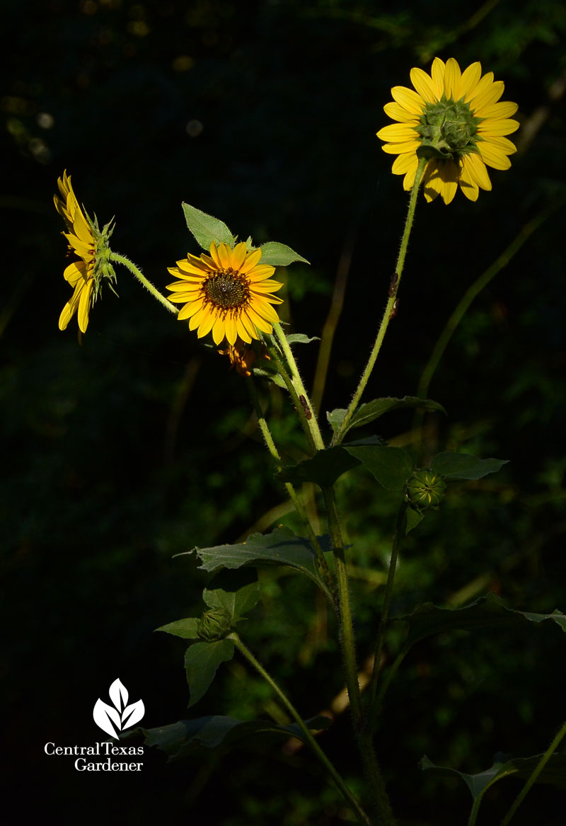 sunflowers in vegetable bed Central Texas Gardener