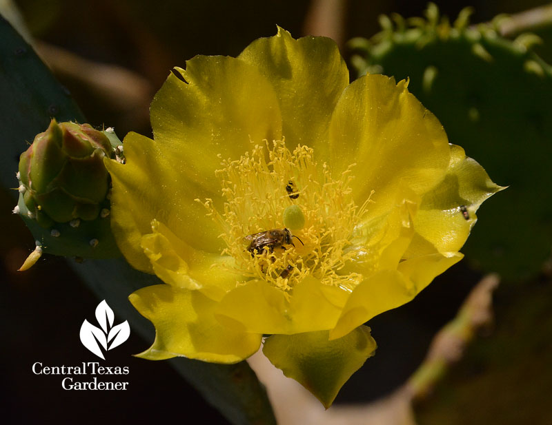 Bee in prickly pear cactus flower Central Texas Gardener