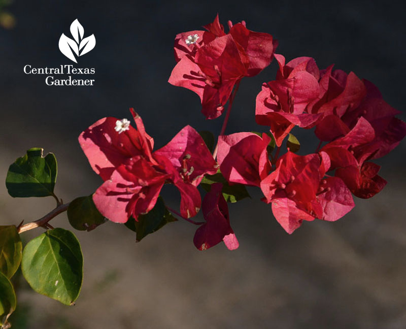 Bougainvillea Central Texas Gardener