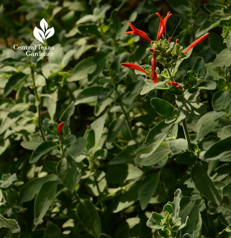 hummingbird plant, shade garden 