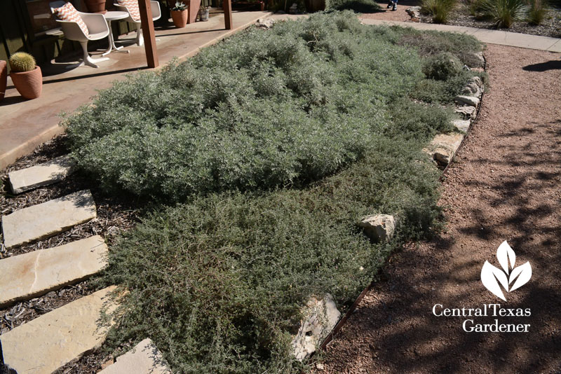 Gregg dalea and Powis Castle artemisia groundcover Central Texas Gardener