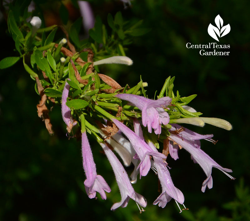 Mexican oregano flower for pollinators Central Texas Gardener