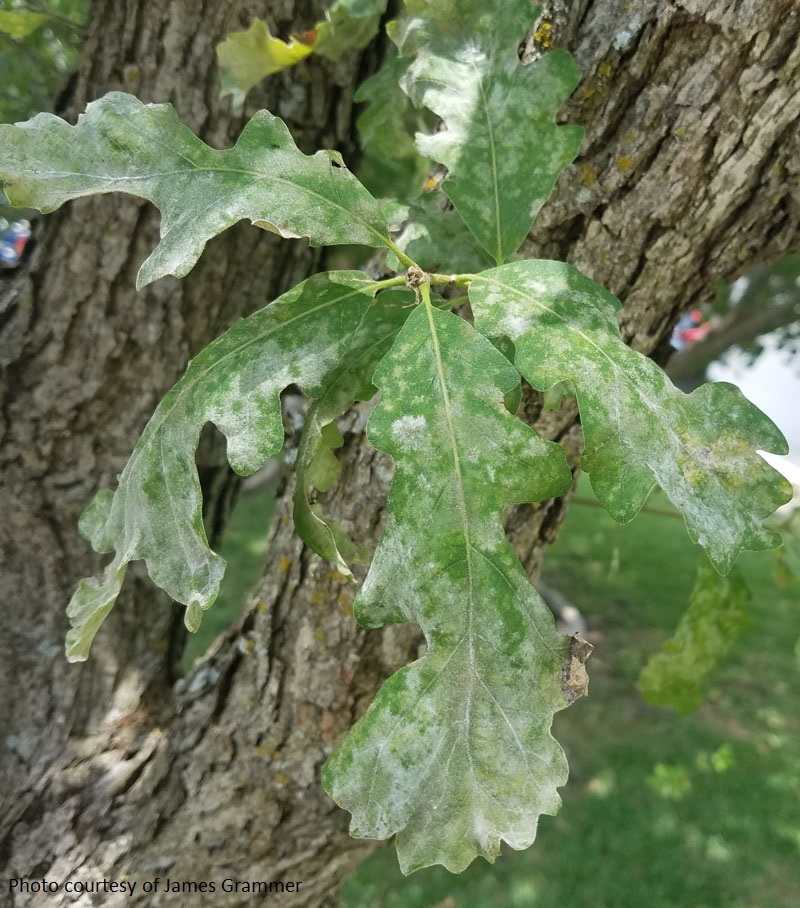 Powdery mildew on oak tree Central Texas Gardener