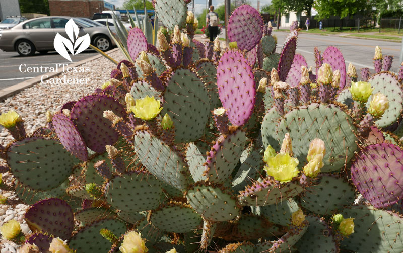 'Santa Rita' prickly pear on street strip Central Texas Gardener