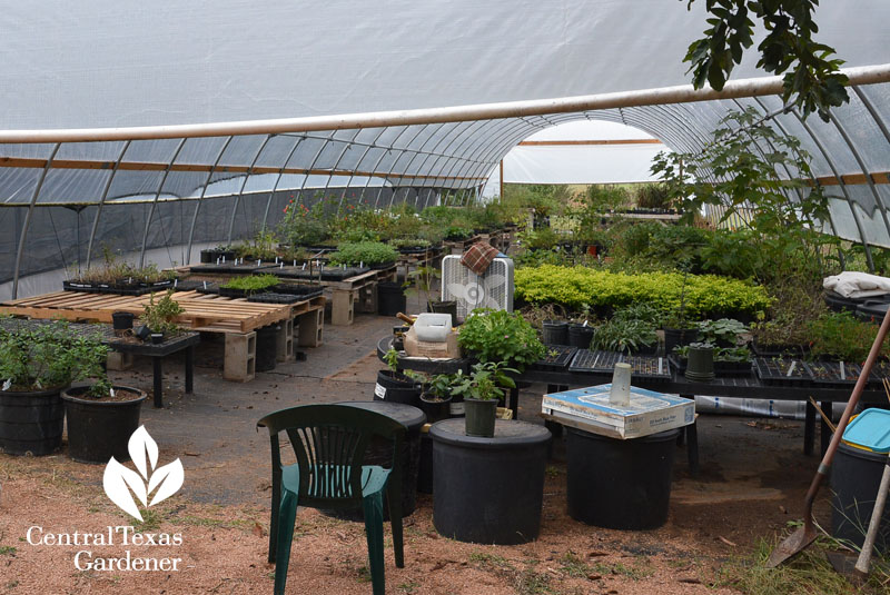 Wright's Nursery greenhouse Central Texas Gardener