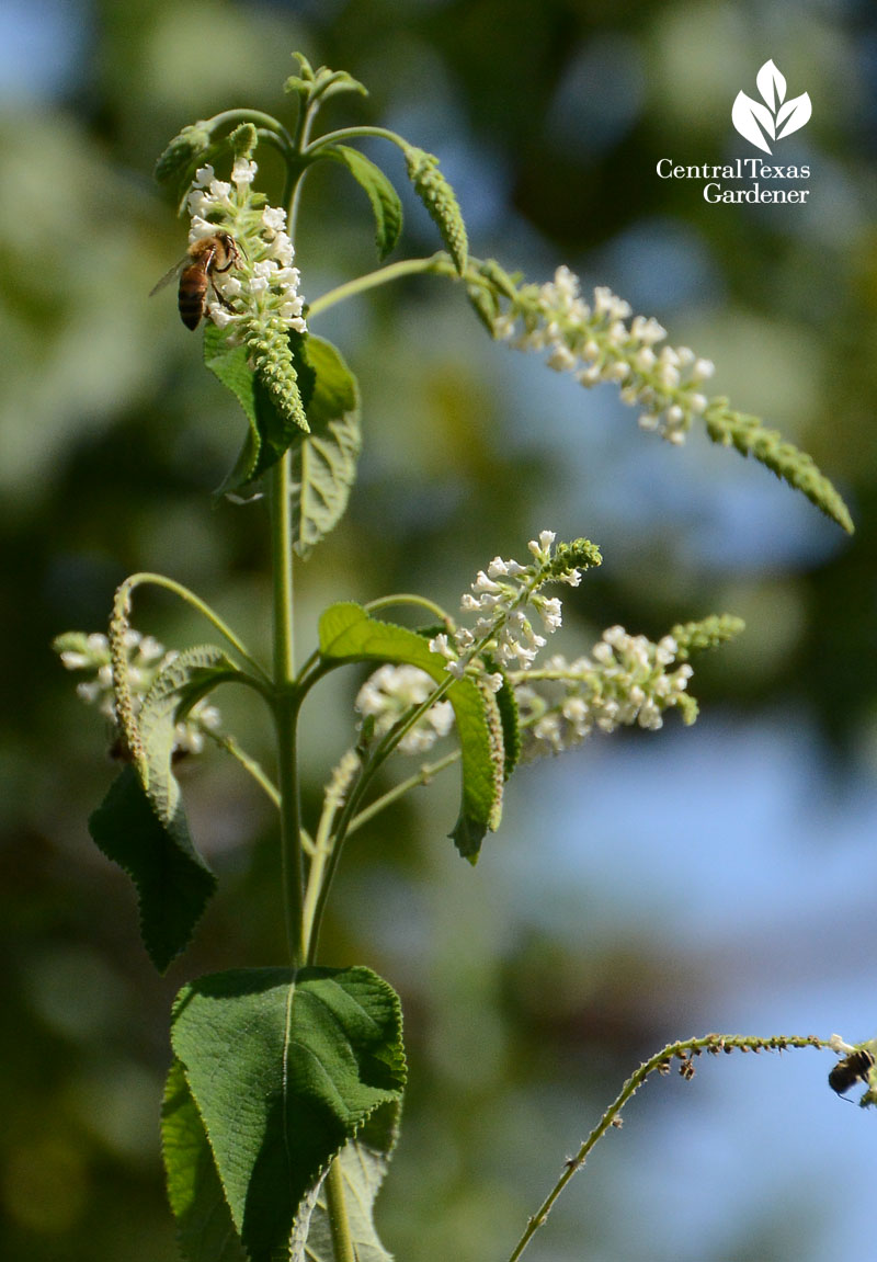 bee on almond verbena Central Texas Gardener