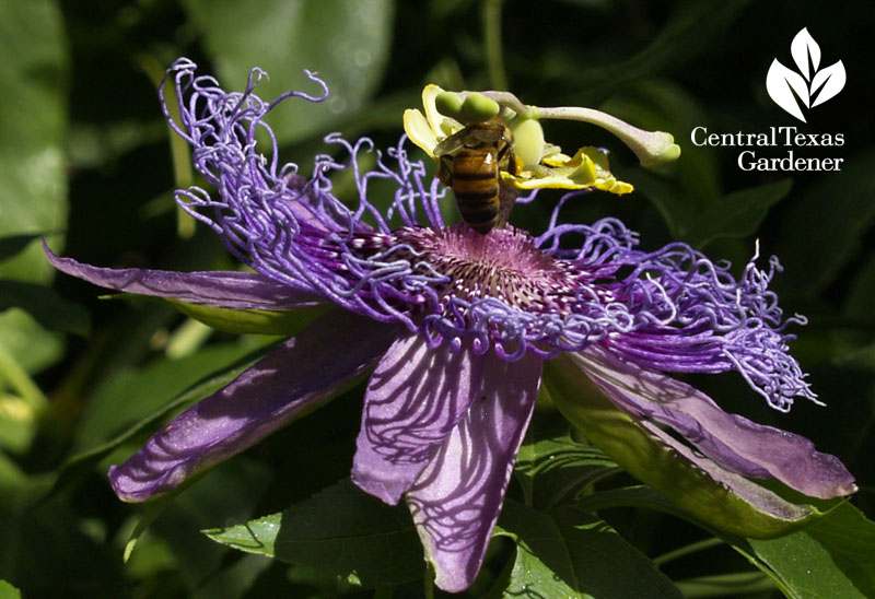 bee on passion vine flower Central Texas Gardener