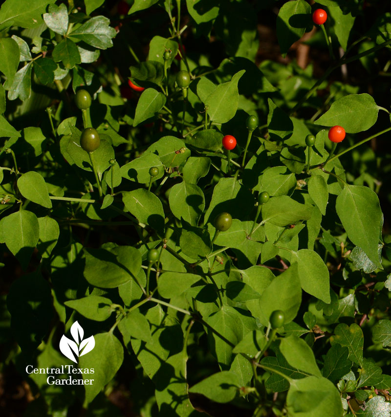 chile pequin fruits in shade garden Central Texas Gardener