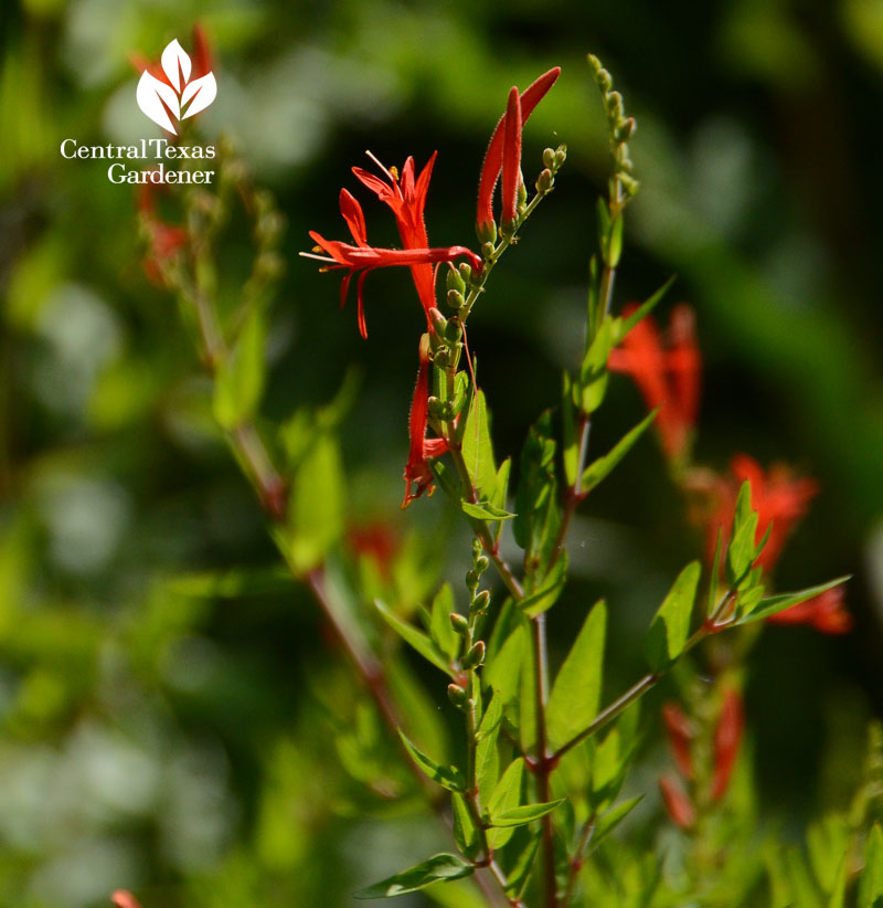 flame acanthus native flowers for wildlife Central Texas Gardener