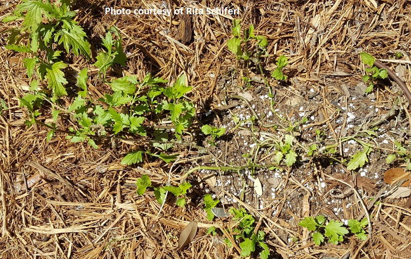 fungal disease on Gregg's mistflower Central Texas Gardener