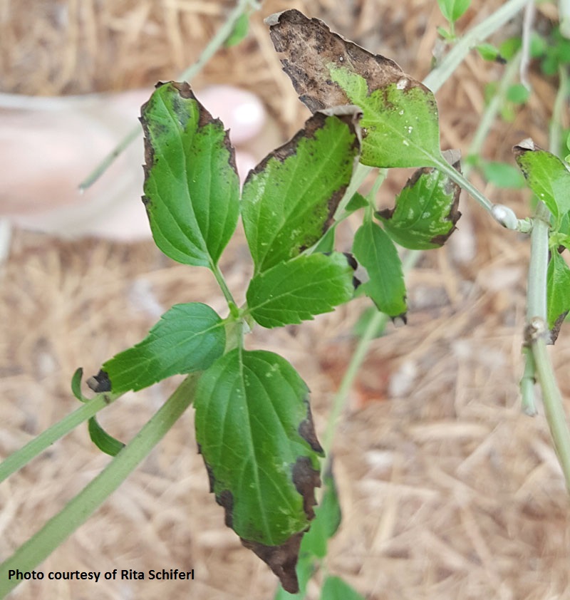 fungal disease on 'Henry Duelberg' salvia Central Texas Gardener