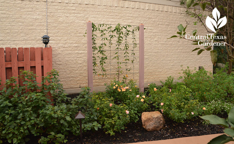 homemade trellis on tall wall house cute Central Texas Gardener