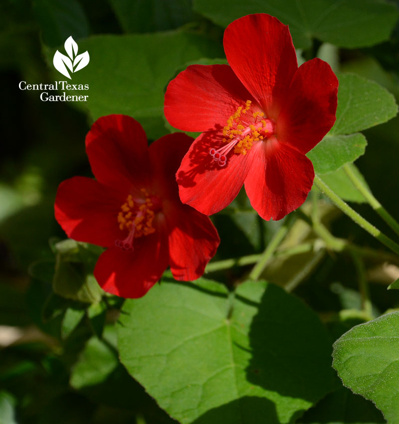 native Hibiscus martianus Central Texas Gardener