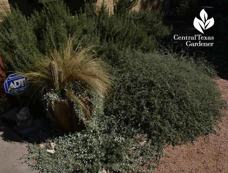 native silver ponyfoot and Gregg dalea groundcover Central Texas Gardener