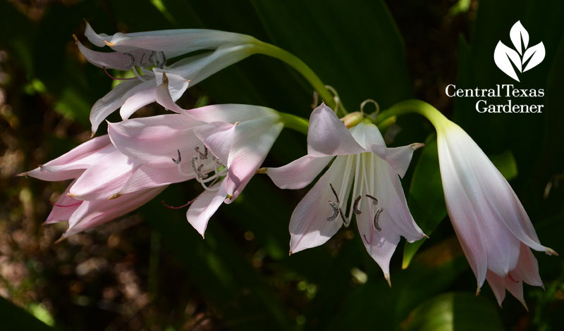 pink crinum lily Central Texas Gardener