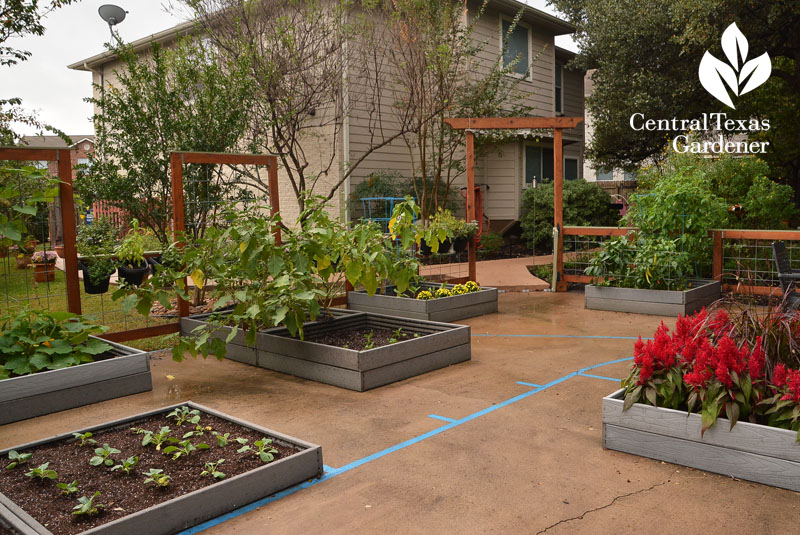 raised vegetable beds trellis fence old basketball court Central Texas Gardener