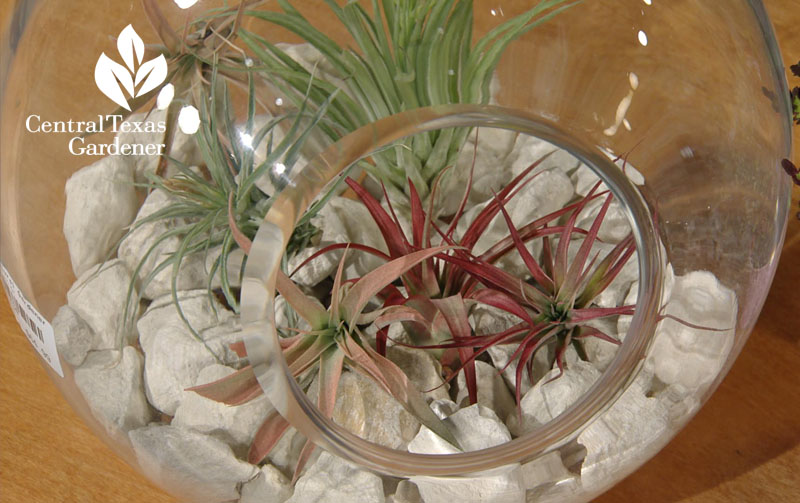 tillandsia terrarium John Dromgoole Central Texas Gardener