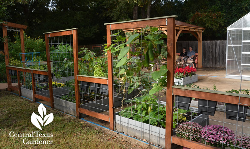 vegetable garden trellises raised beds Central Texas Gardener