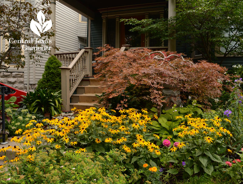 Buffalo garden Japanese maple, rudbeckia, zinnia Central Texas Gardener