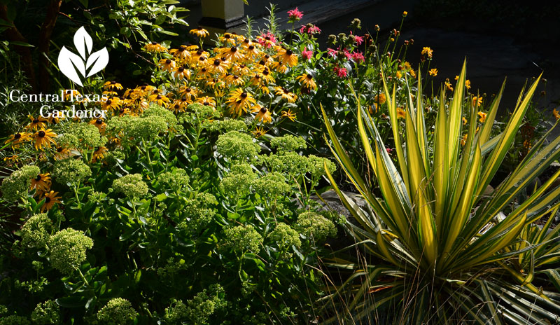 Buffalo garden yucca, rudbeckia, bee balm, sedum Central Texas Gardener