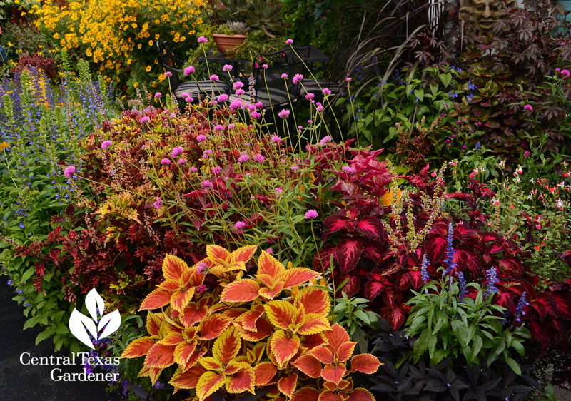 coleus, gomphrena, salvia Central Texas Gardener