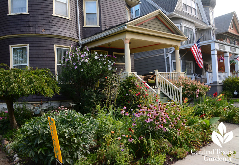 Buffalo, coneflower, althea