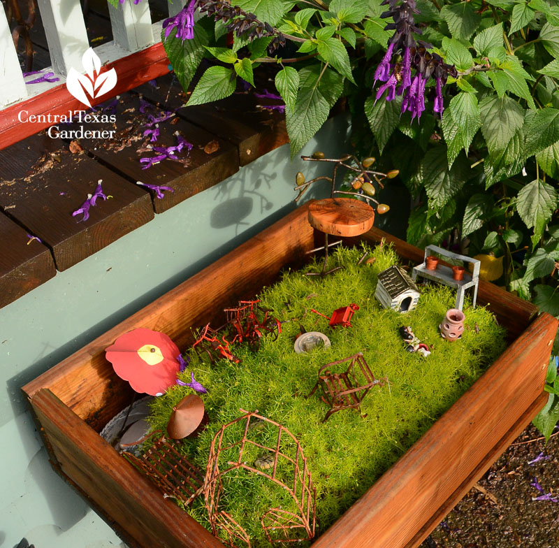 cute grassy fairy garden Buffalo gardens Central Texas Gardener