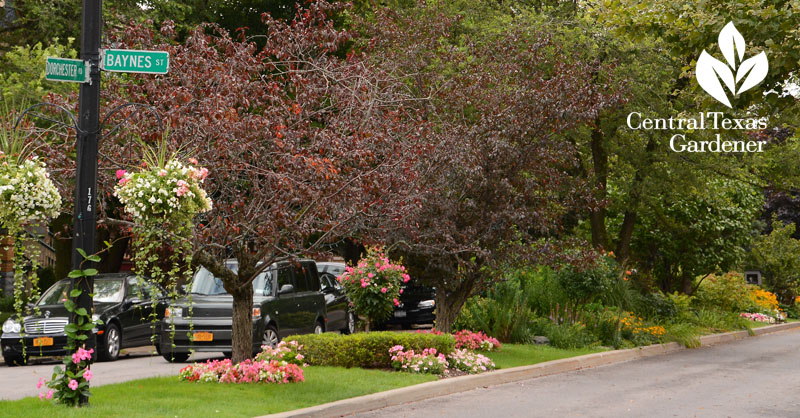 Buffalo, street gardens, copper beeches